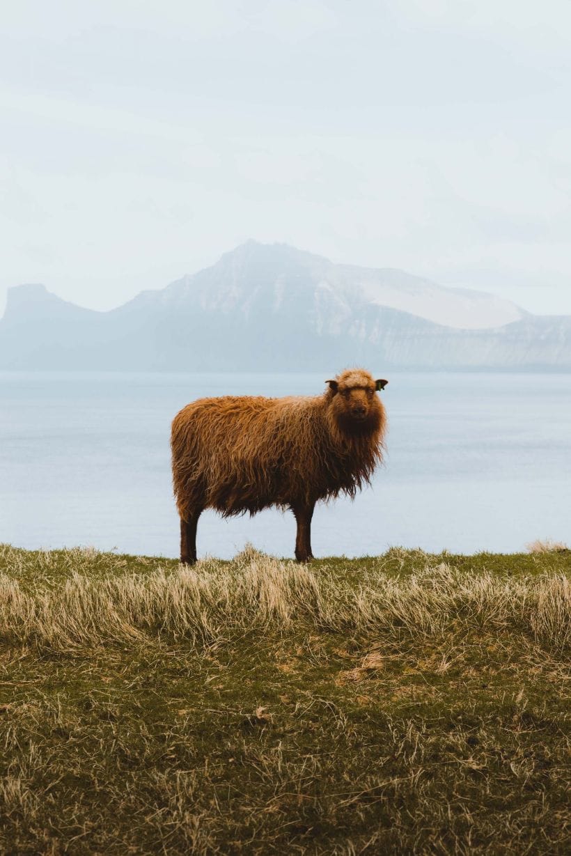 Stephen Norman Faroe Islands image 34